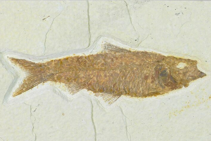 Detailed Fossil Fish (Knightia) - Wyoming #137967